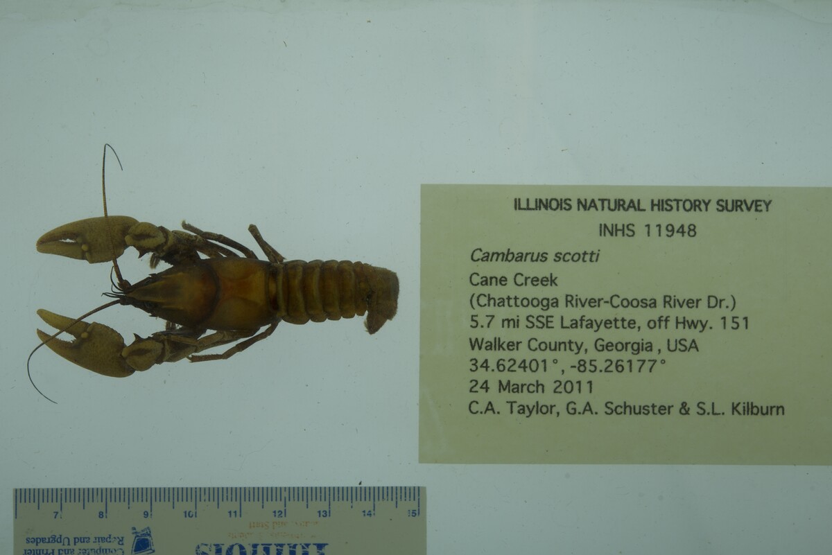 Cambarus scotti image